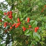 Pyracantha coccineaMeyve