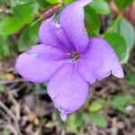 Tachiadenus gracilis Flor