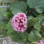 Clerodendrum bungei Kvet