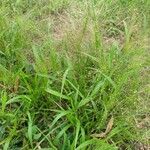 Eragrostis spectabilis Leaf