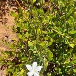 Mascarenhasia arborescens Otro