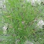 Festuca heterophylla برگ