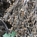 Artemisia thuscula Floro