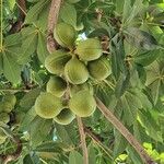 Sterculia foetida Fruto