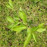 Cestrum nocturnum Leaf