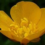 Ranunculus acris Çiçek