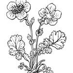 Geum pyrenaicum ᱮᱴᱟᱜ