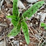 Ledebouria revoluta Лист