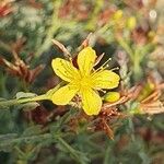 Hypericum triquetrifolium Flower