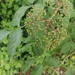 Sambucus canadensis葉