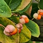 Euonymus japonicus Ffrwyth