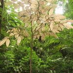 Miconia punctata Natur