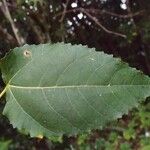 Ficus lateriflora Leht
