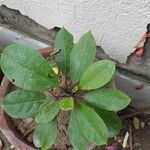 Solandra grandiflora Hoja