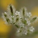 Torilis leptophylla Fleur