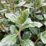 Teucrium flavum Blatt