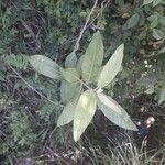 Salix pedicellata Leaf