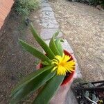 Glottiphyllum linguiforme Fuelha