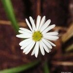 Pytinicarpa neocaledonica Цветок