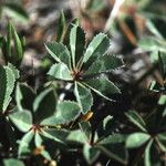 Trifolium macrocephalum Leaf
