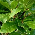 Quercus pontica Blatt