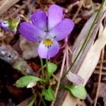 Viola heldreichiana Λουλούδι