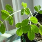 Arachis hypogaea Blatt