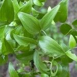Asparagus asparagoides Blatt