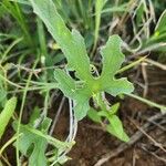 Cucumis ficifolius ഇല