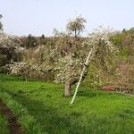 Malus domestica Tervik taim