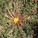 Centaurea glomerata Pokrój