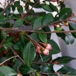 Camellia rosthorniana Leaf