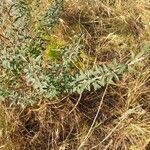 Chamaecytisus ruthenicus Leaf