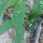 Asystasia intrusa Liść