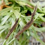 Asplenium septentrionale Плод