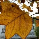 Liriodendron tulipifera Leaf