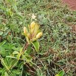 Barleria eranthemoides Máis