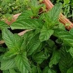 Mentha spicata Ліст