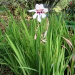 Gladiolus murielae പുഷ്പം
