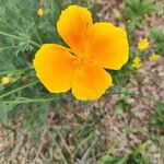 Eschscholzia caespitosa Flor