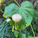 Decalobanthus peltatus Fruit