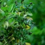 Cratoxylum cochinchinense Blomst