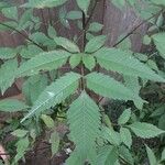 Bidens tripartitaLeaf