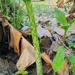 Amorphophallus konjac ᱪᱷᱟᱹᱞᱤ