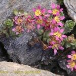 Saxifraga biflora Hábitos