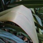 Phormium tenax Fuelha