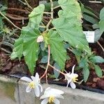 Begonia acutifolia Habit