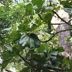 Acropogon macrocarpus Leaf