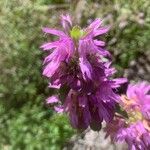 Monarda citriodora Flor