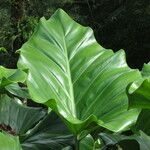 Philodendron giganteum Leaf